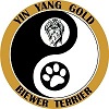 Biewer Terrier